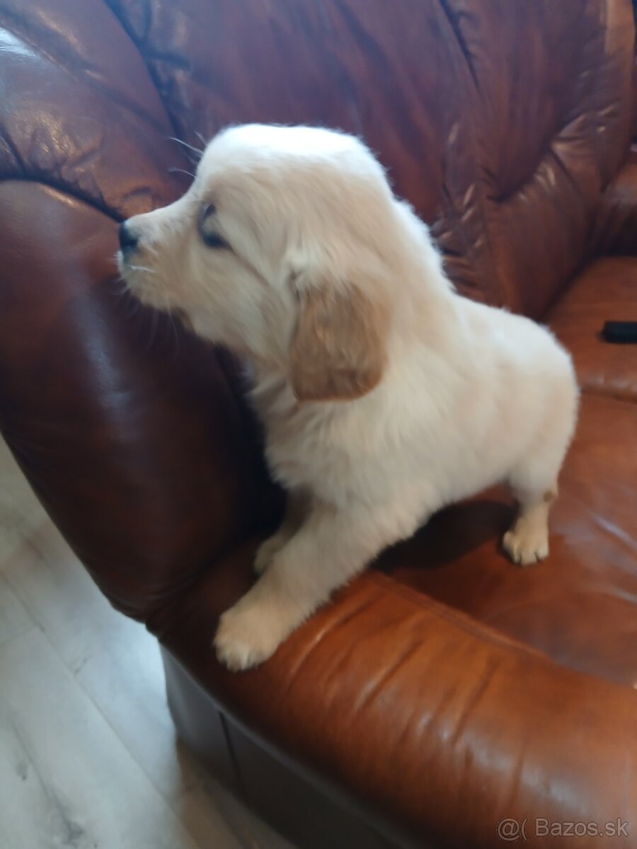 Predám šteniatka Zlatý retriver - 6