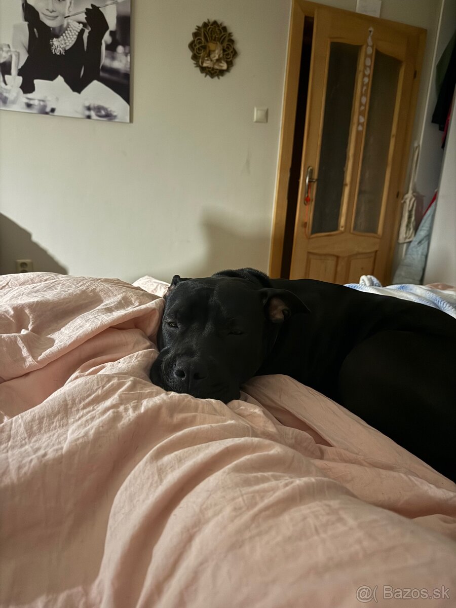 Stafordširsky terier - 6