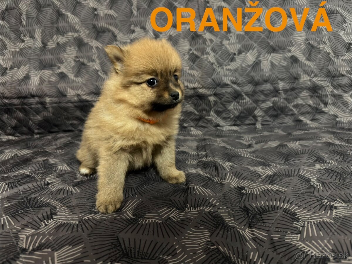 Roztomilé šteniatka nemeckého špica na predaj - 6