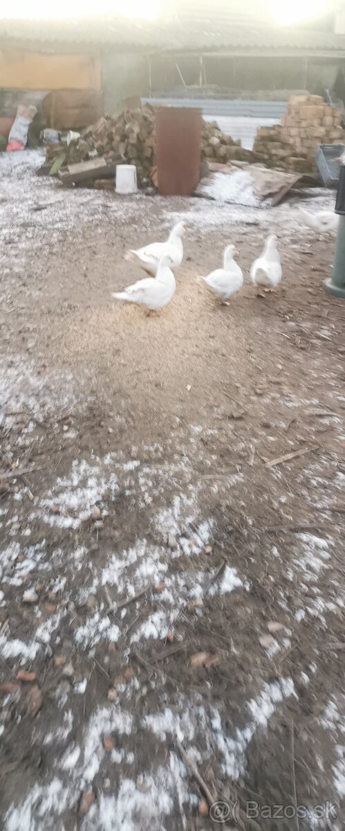 Kačice - Čínska Pekingská kačica - 6