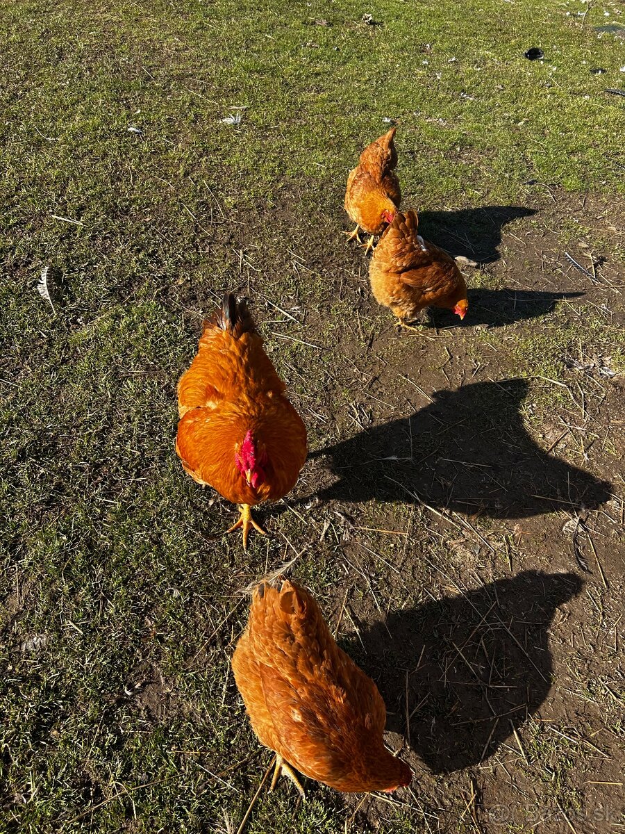 Chovný kmeň Oravka - 6