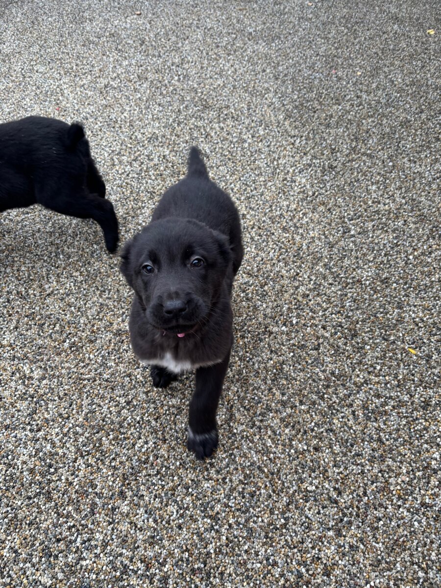 Stredoázijský ovčiak SAO s PP - 6