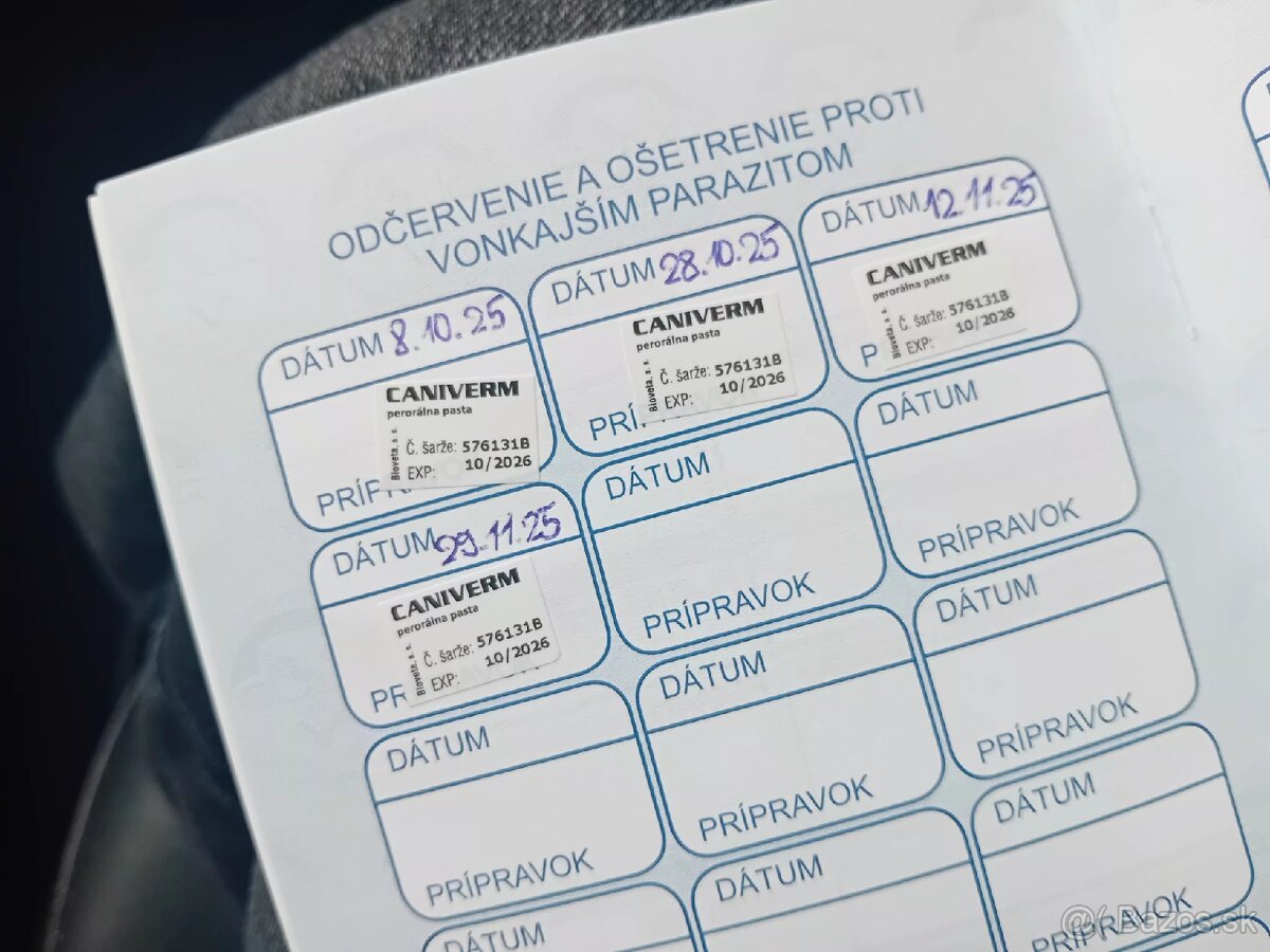 Šteniatka Jack Russell - 6