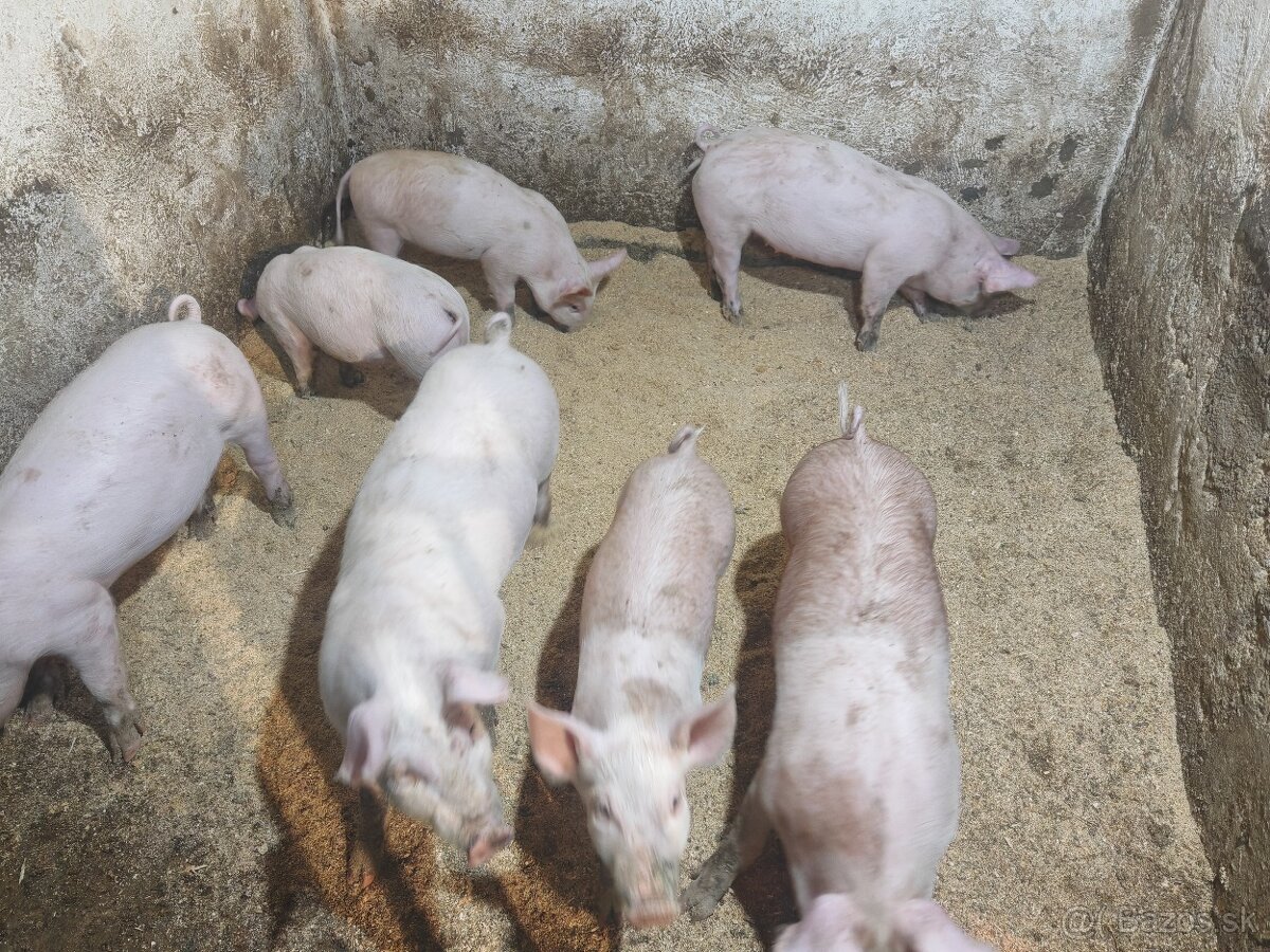 Predám odstavčatá - 6