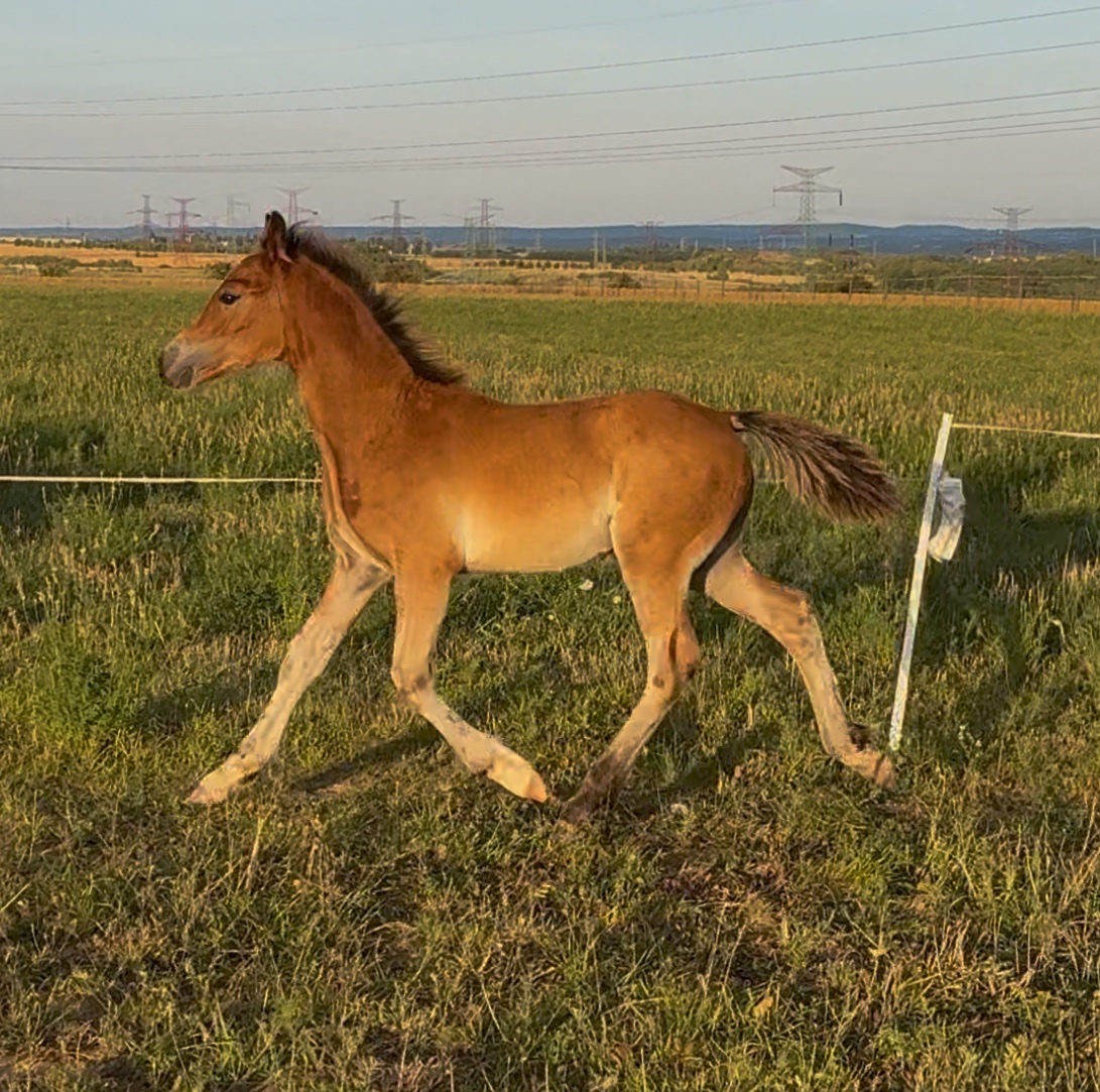 Hřebec Welsh Cob - 6