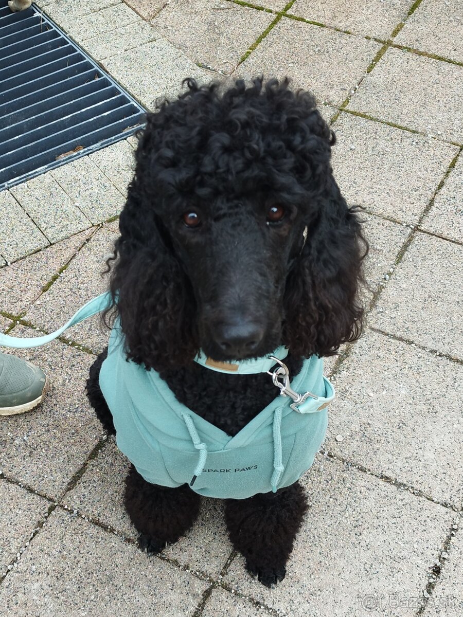 Labradoodle F1bb - 6