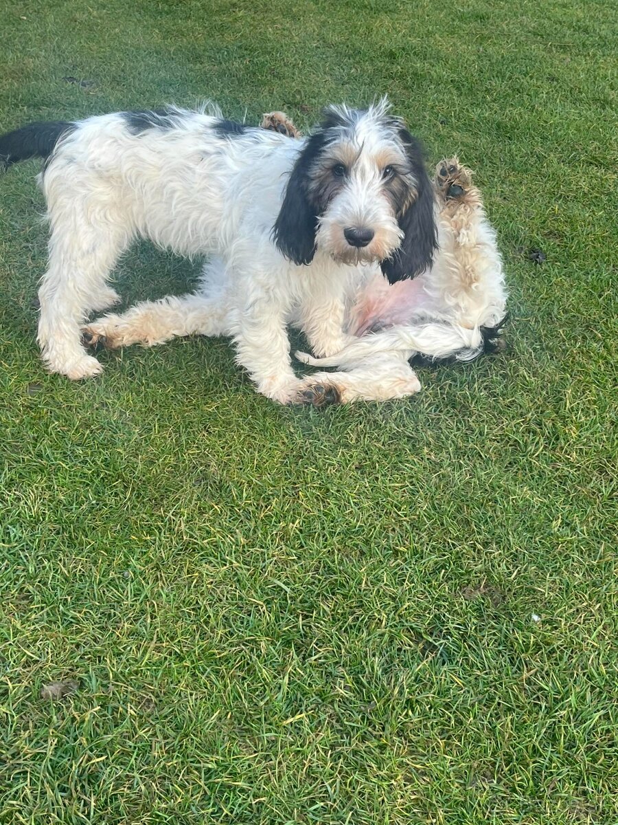 Velký hrubosrstý vendéeský baset - 6