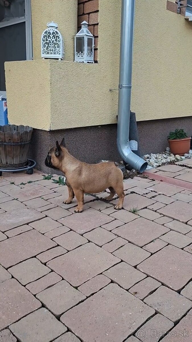 Francouzsky buldoček s PP - sučky - 6