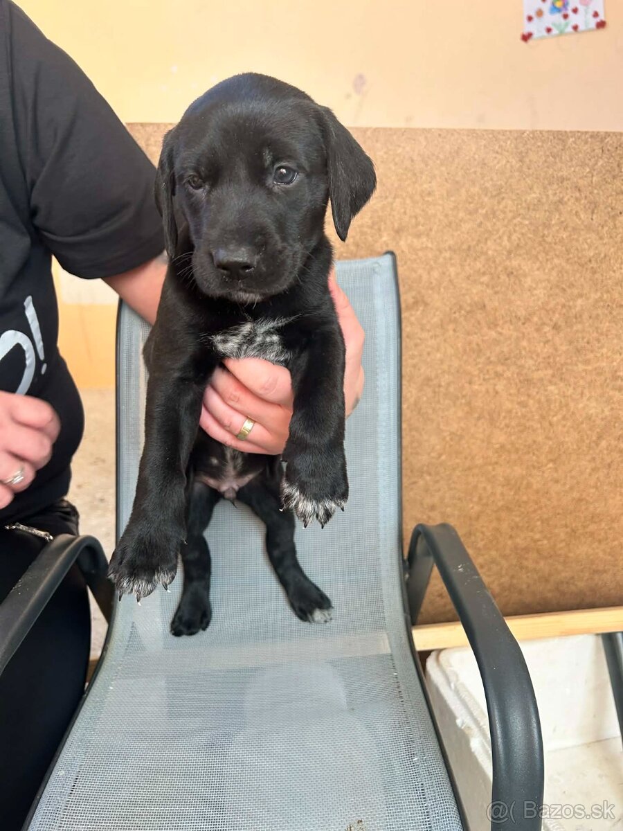 🐶 Šteniatka – krížence, len do dobrých rúk - 6