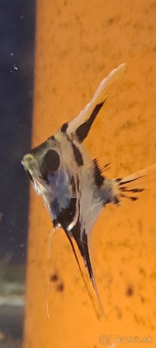 Skalar ,,gold marble" - 6