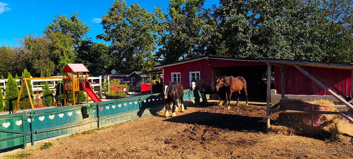 Ustajnenie koní. - 6