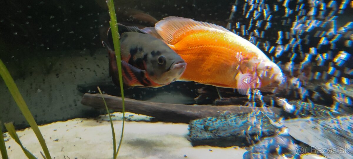 Ruším akvarium - 6