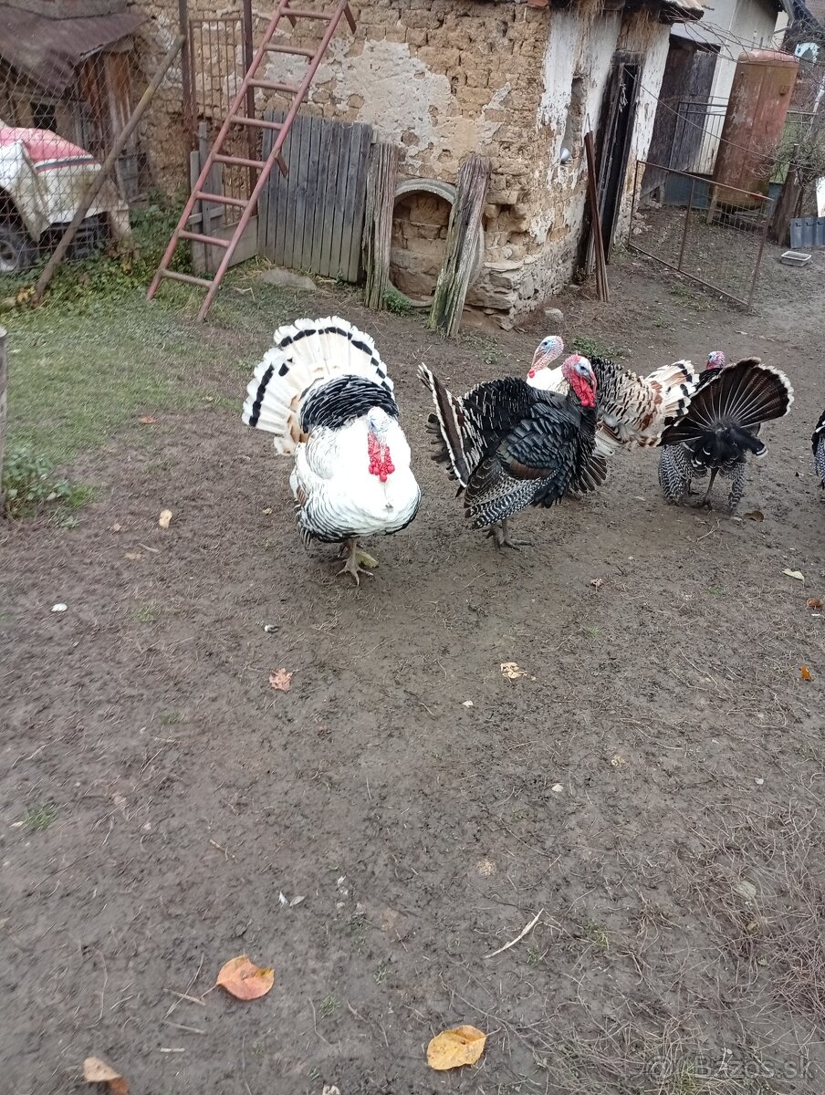 Predám morky bronzové - 6