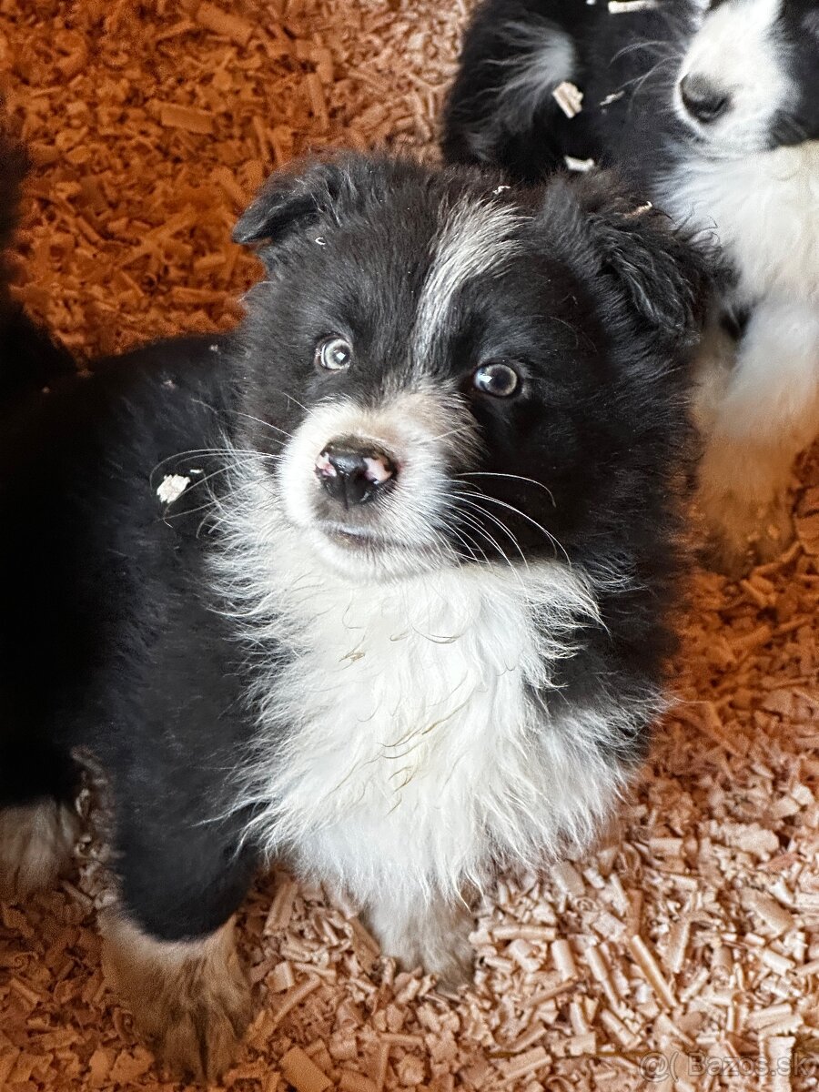 Šteniatka Border kólia - za symbolickú cenu - 6