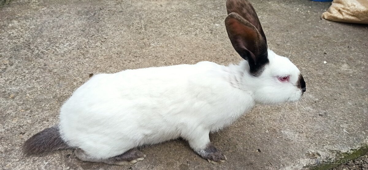 Predám králiky 4,5 mesačne - 6