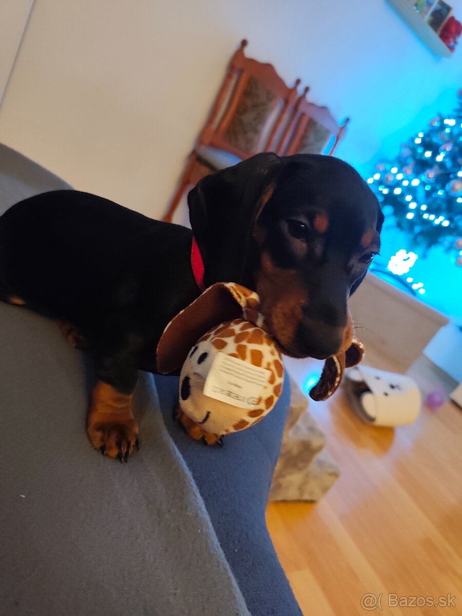 Predám 5 mesačné šteniatko - 6