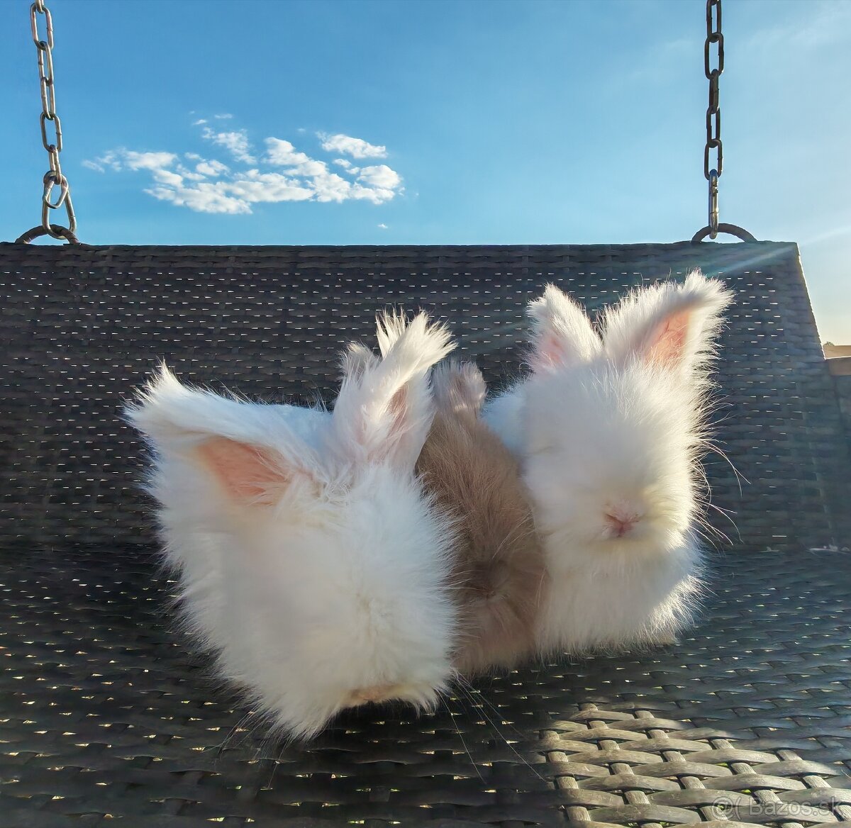 Anglická angora - 6