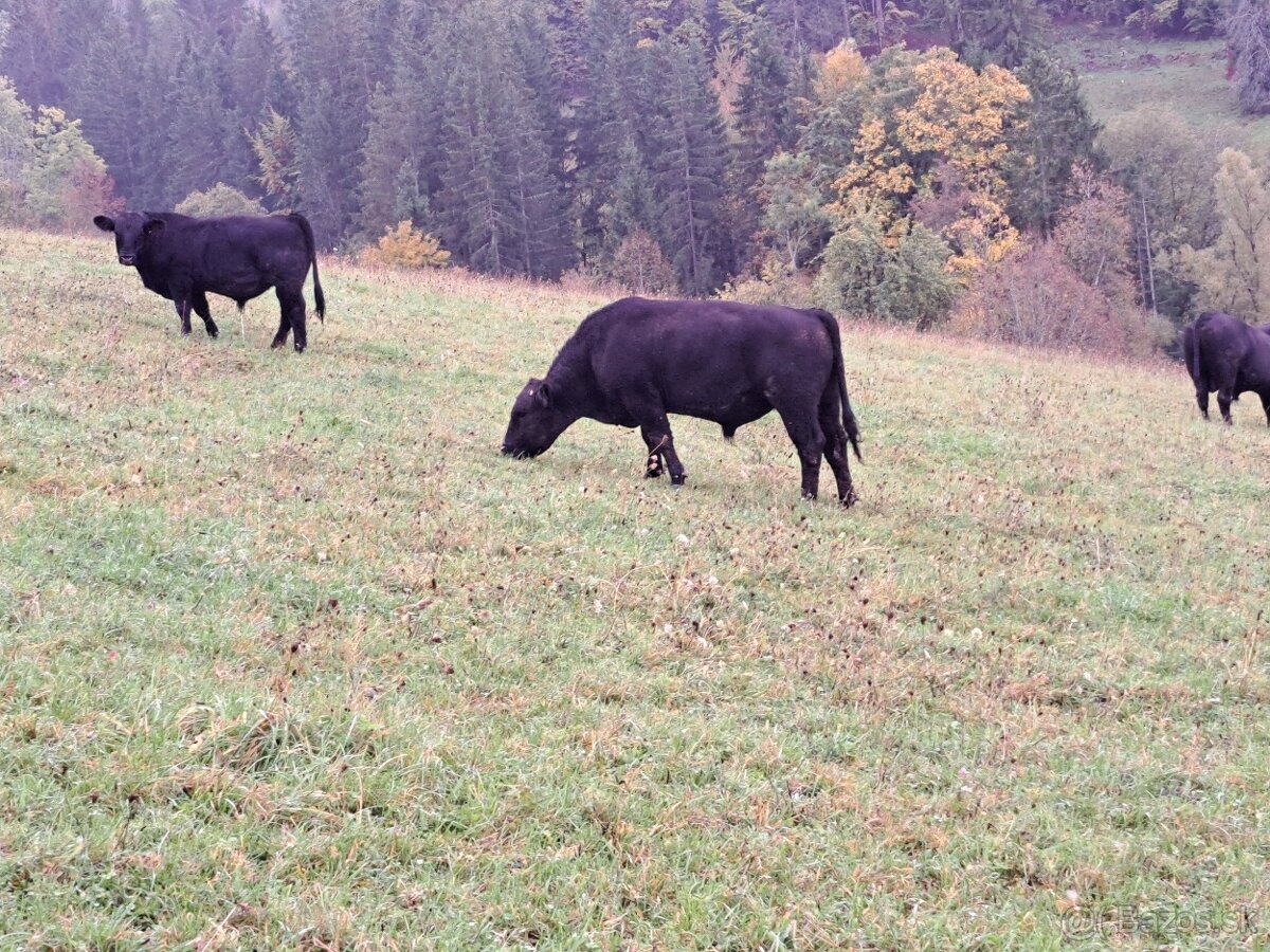 Aberden Angus. Jalovice - bíčky - 6