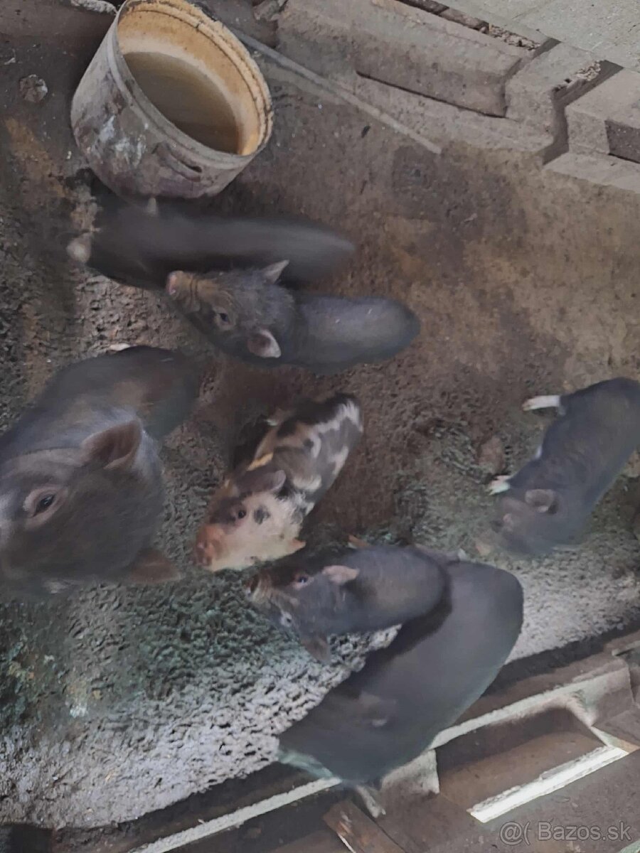 Vietnamské prasiatka - 6