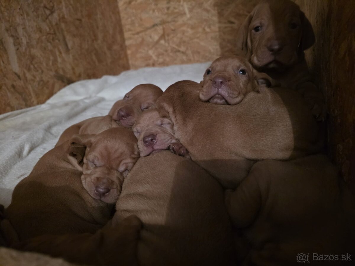 Maďarské "vizsla" šteniatká - 6
