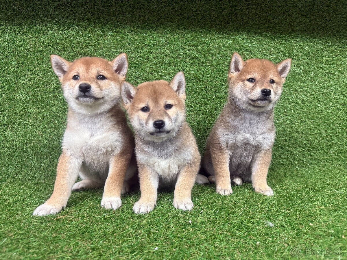 Shiba inu, Šiba inu - 6