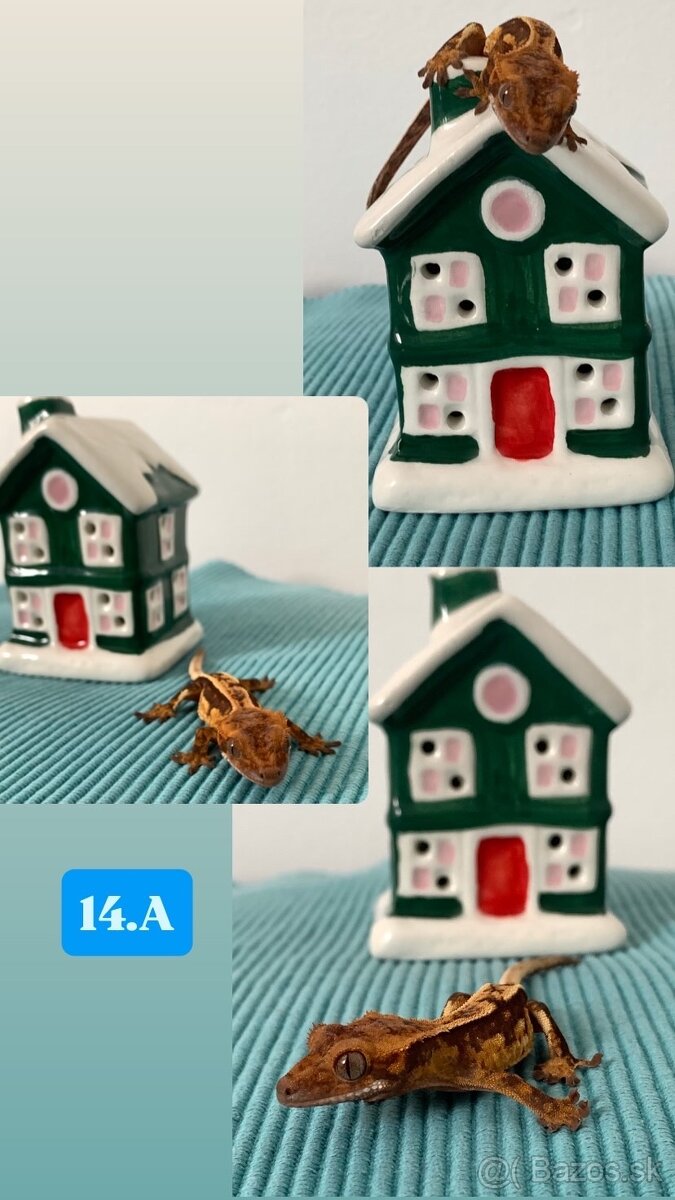 Pagekon riasnaty - 6