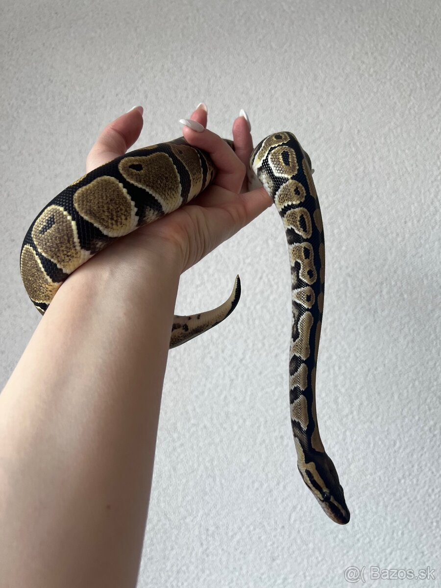 Predám pytóna kráľovského +terarium - 6