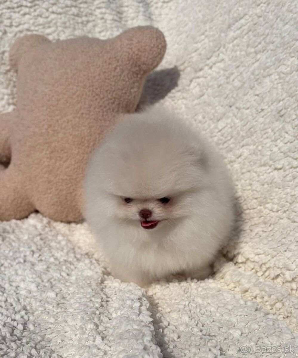 Pomeranian mini - 6