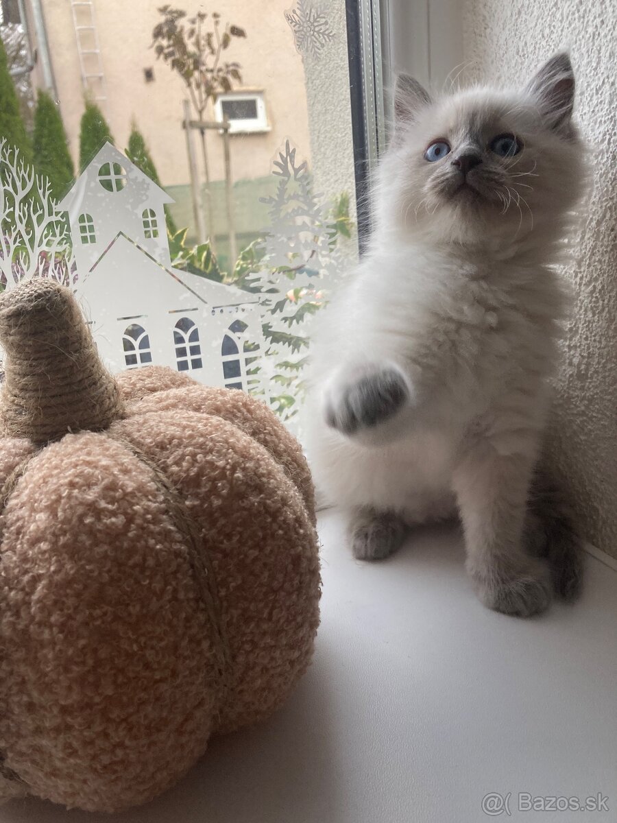 Ragdoll mačička - 6