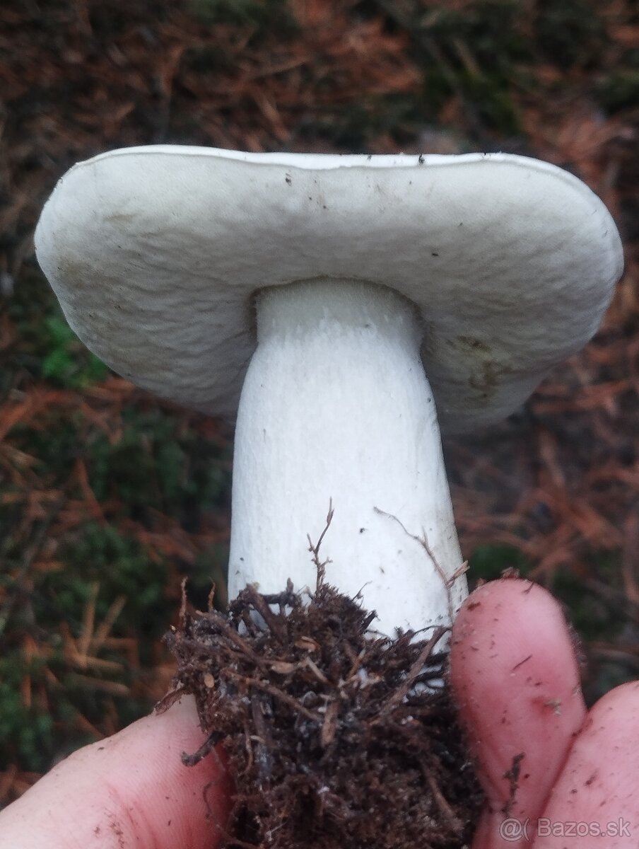 Sušené lesné hriby - 6