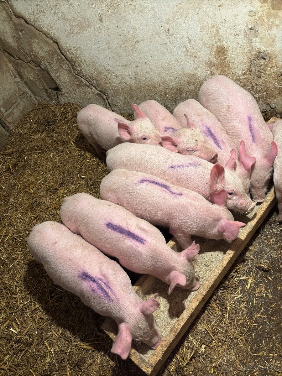 Predám Prasnica 2,50€ /kg - 6