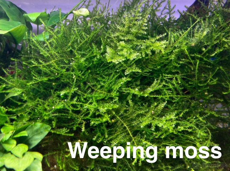 MACH do akvária - 6