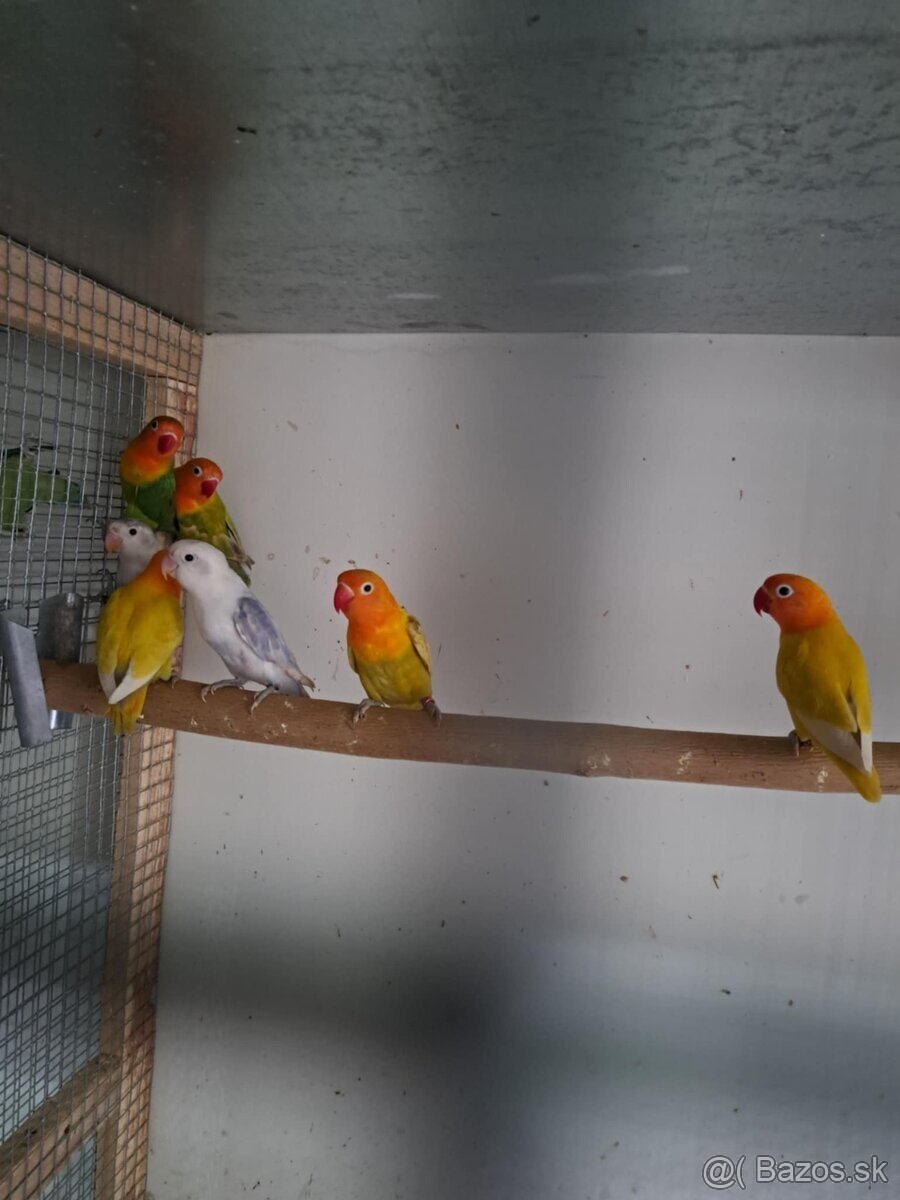 2025-Agapornis Fisher Samček aj Samička. - 6