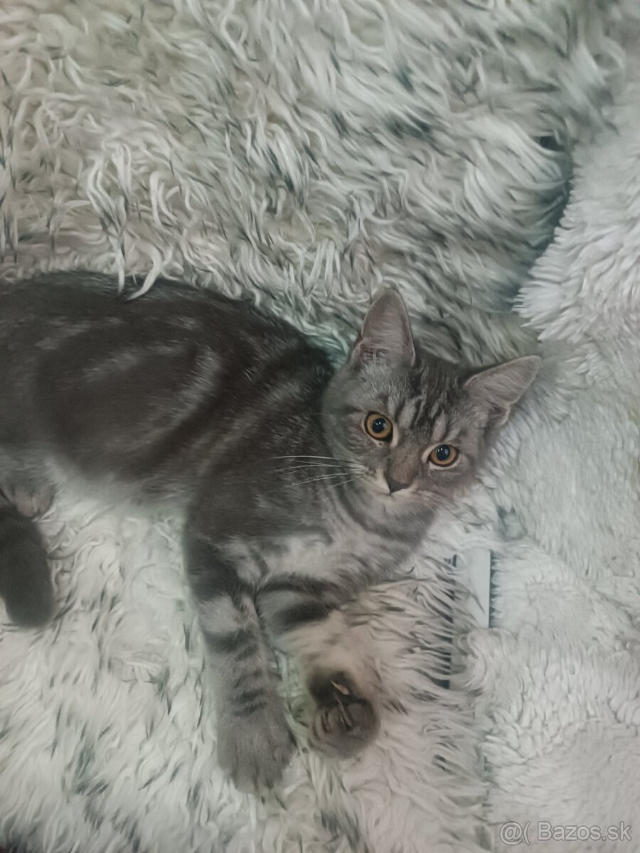 Britske maciatka - 6