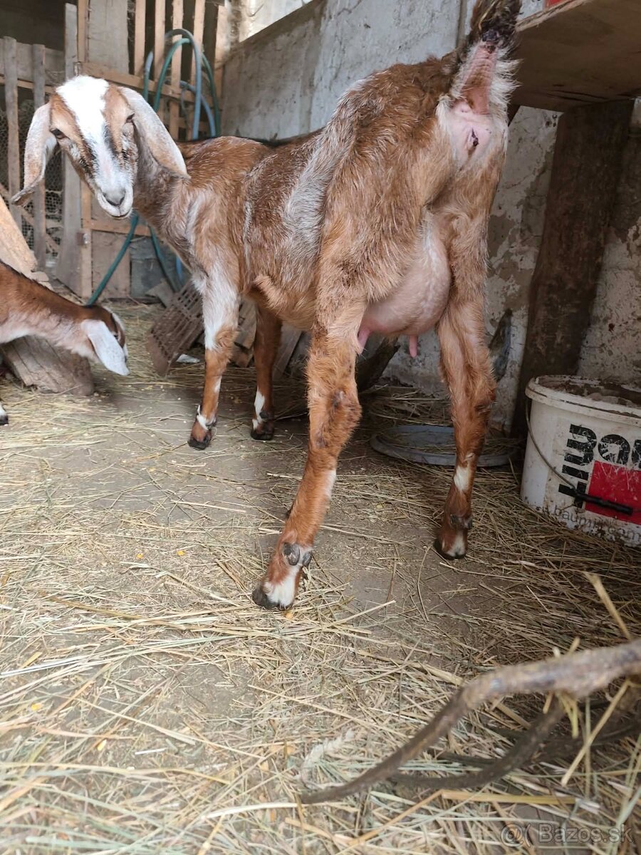 Kozy a kamerunske ovecky - 6
