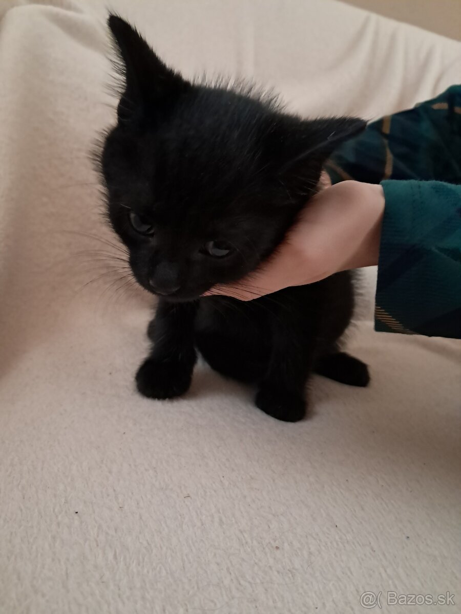 Mačiatka - 6