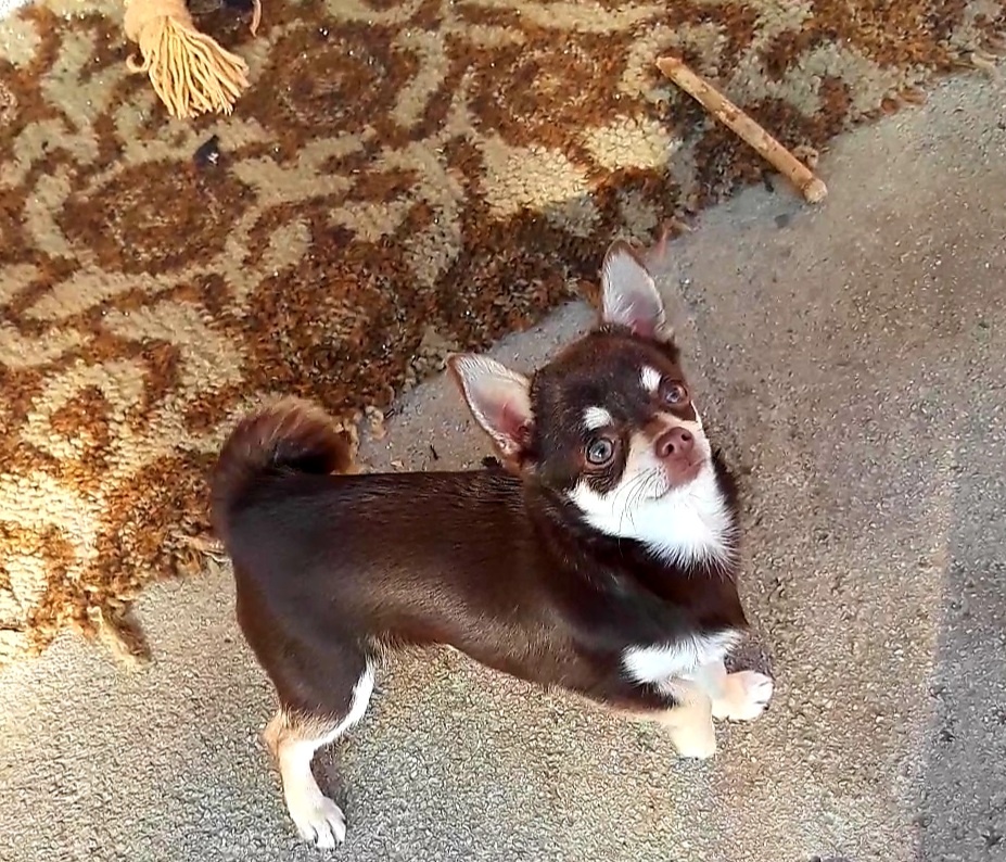 Čivava krátkosrstá – čoko fenka - 6