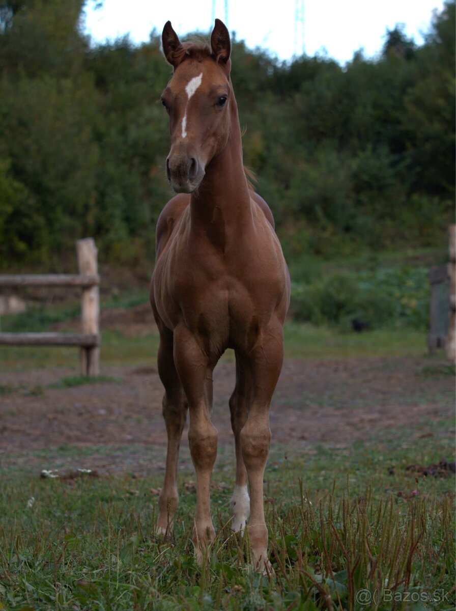 APH SORREL ŽREBČEK NA PREDAJ - 6