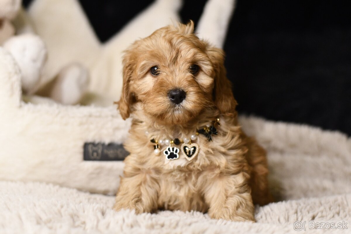 Cavapoo F1 RED Fenka pripravená na odber - 6