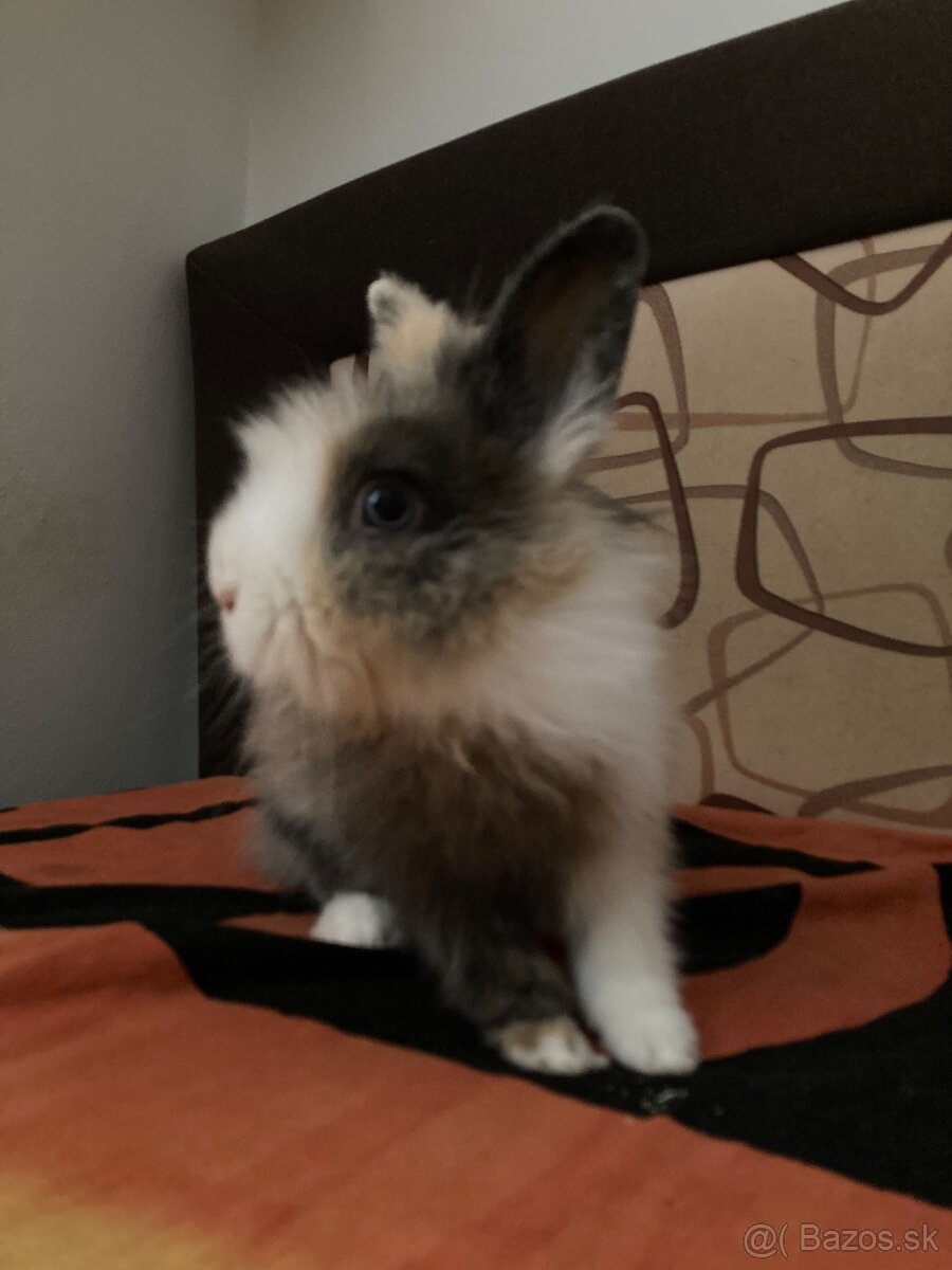 Zakrslý zajac/králik - 6