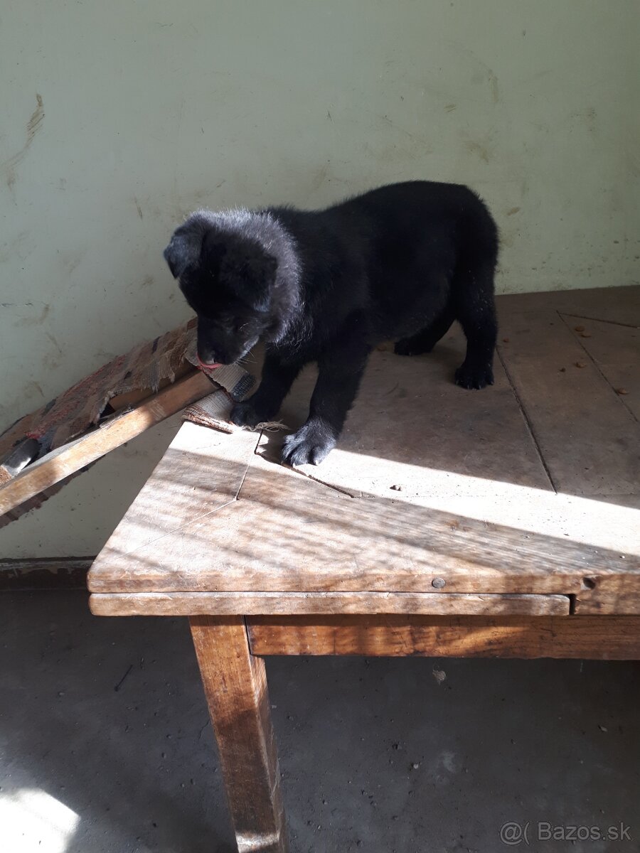 Nemecký ovčiak šteniatka - 6