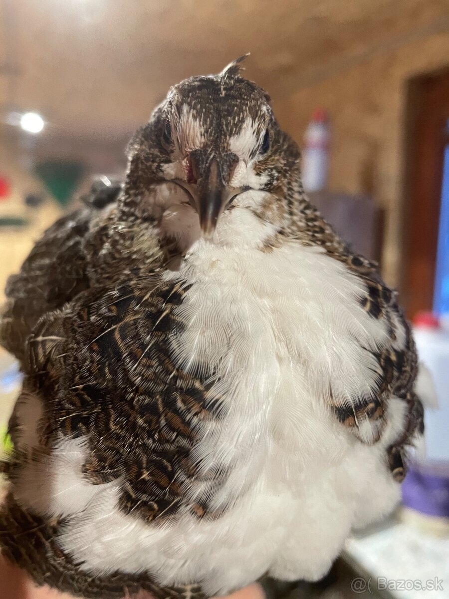 Prepelica japonská mäsovo nosná - 6