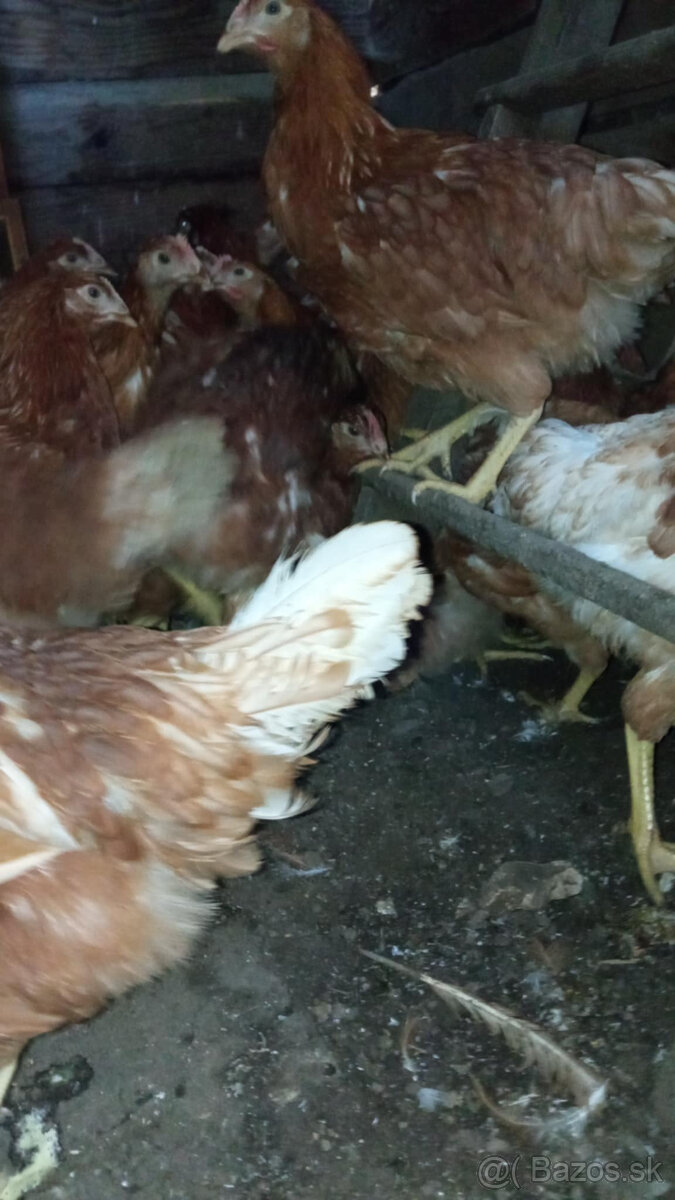 nosnice mladky - 6