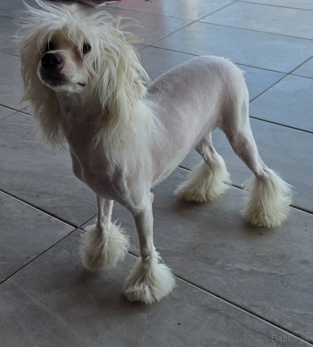 Čínsky chocholatý pes s PP - 6