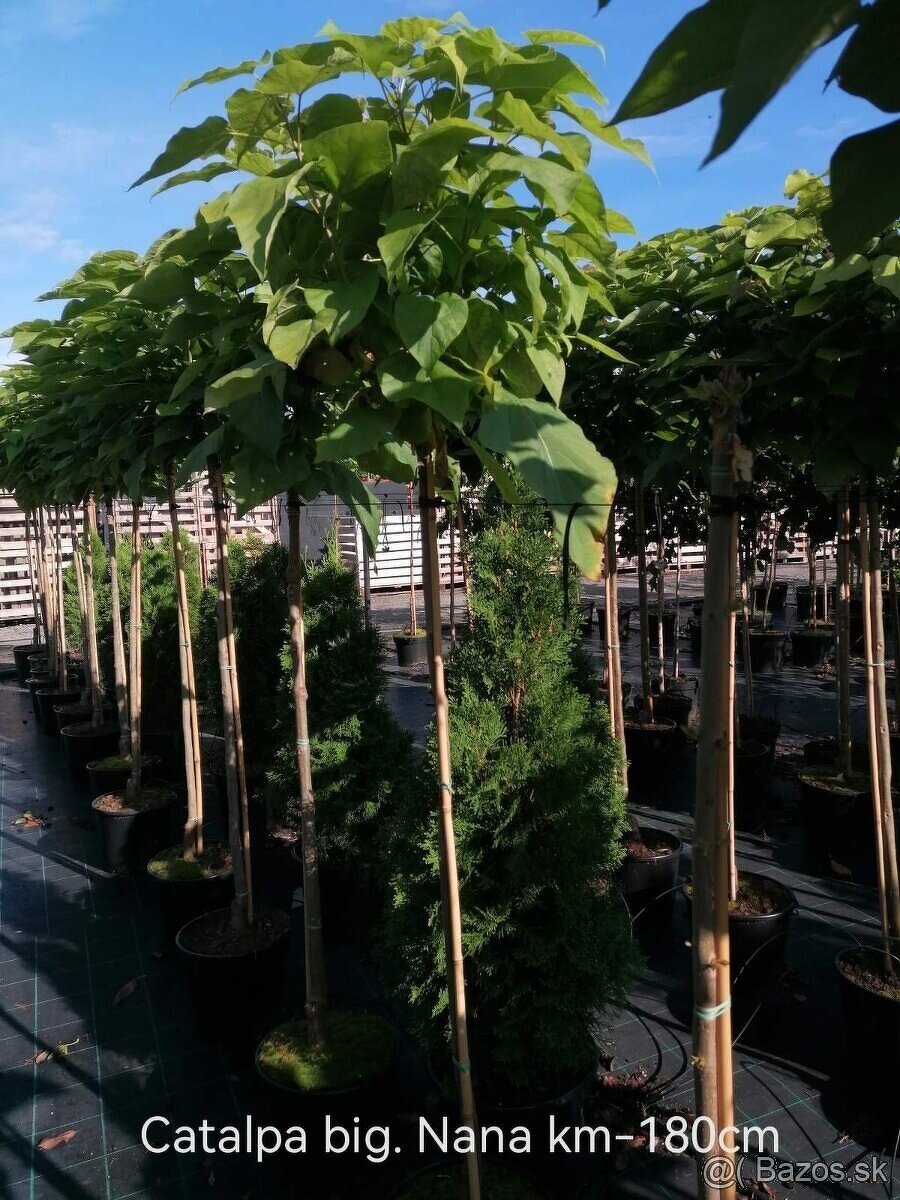 Vavrínovec, červienka, gaštan, tuja - Senec - 6