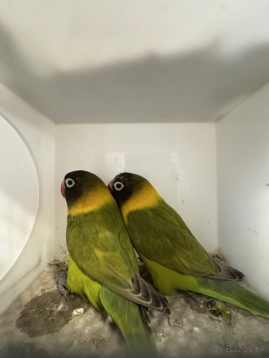 Agapornis škraboškový - 6