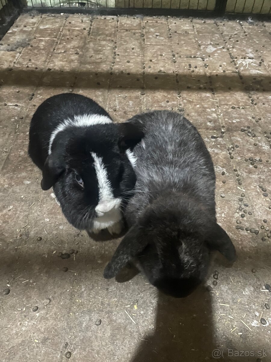 Zakrslé králiky - 6