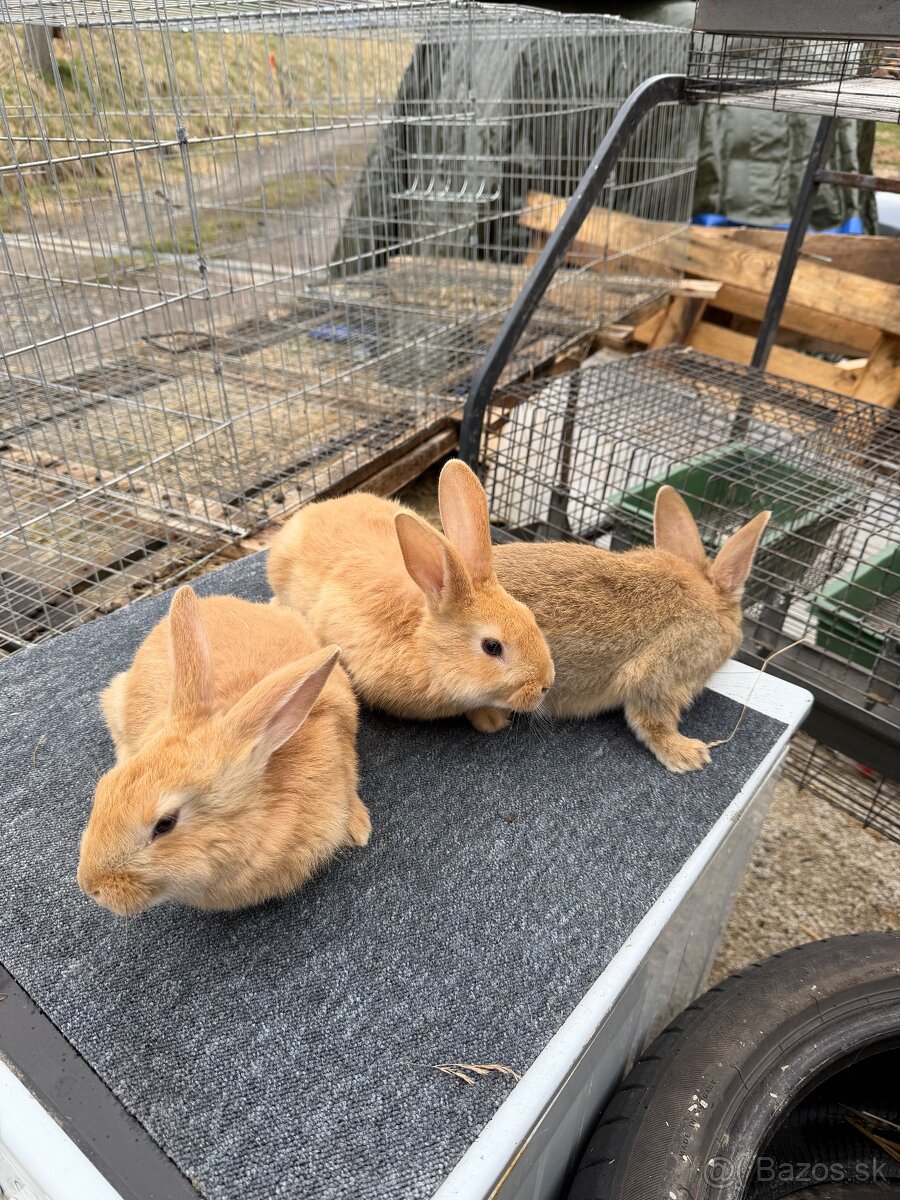 Hyla x Burgundský - 6