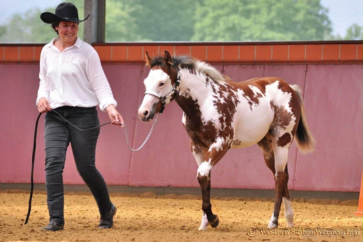 Pripúšťanie Paint Horse - 6