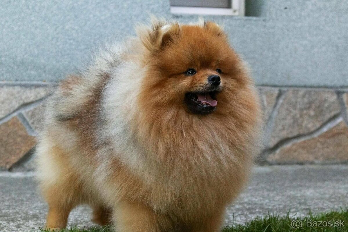Pomeranian mini Boo - 6